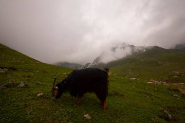 Avusor Platosu ve Kackar Dağları