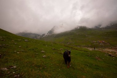 Avusor Platosu ve Kackar Dağları