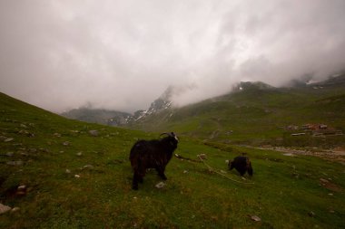 Avusor Platosu ve Kackar Dağları