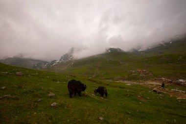 Avusor Platosu ve Kackar Dağları