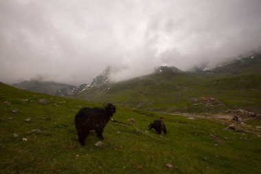 Avusor Platosu ve Kackar Dağları
