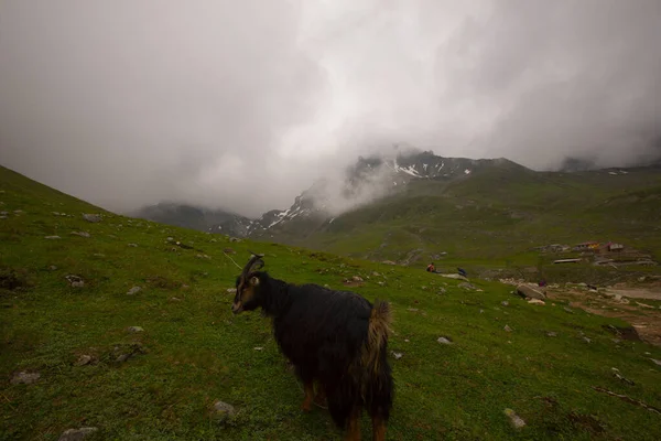 Avusor Platosu ve Kackar Dağları