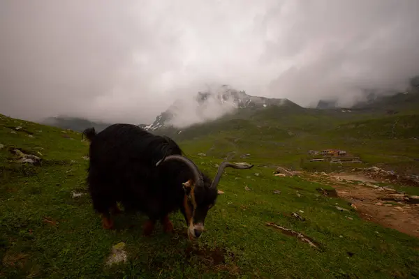 Avusor Platosu ve Kackar Dağları