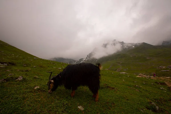 Avusor Platosu ve Kackar Dağları