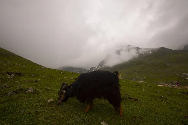 Avusor Platosu ve Kackar Dağları