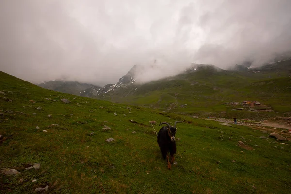 Avusor Platosu ve Kackar Dağları
