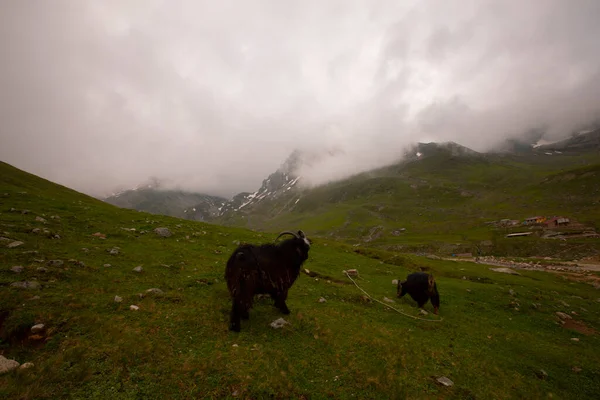 Avusor Platosu ve Kackar Dağları