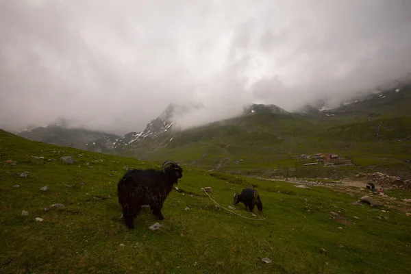 Avusor Platosu ve Kackar Dağları