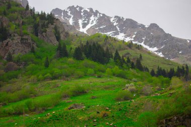 Gelin Tulu şelalesi Rize 'deki Ayder köyündeki Kackar dağından düşüyor..