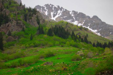 Gelin Tulu şelalesi Rize 'deki Ayder köyündeki Kackar dağından düşüyor..