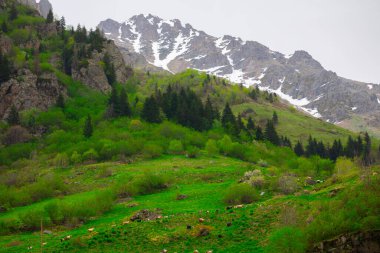 Gelin Tulu şelalesi Rize 'deki Ayder köyündeki Kackar dağından düşüyor..