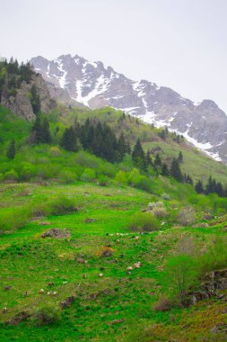 Gelin Tulu şelalesi Rize 'deki Ayder köyündeki Kackar dağından düşüyor..