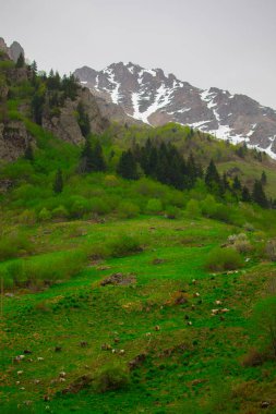 Gelin Tulu şelalesi Rize 'deki Ayder köyündeki Kackar dağından düşüyor..