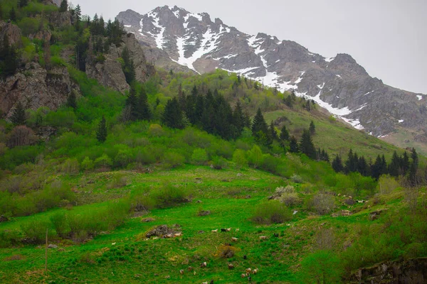 Gelin Tulu Şelalesi Rize Deki Ayder Köyündeki Kackar Dağından Düşüyor — Stok fotoğraf