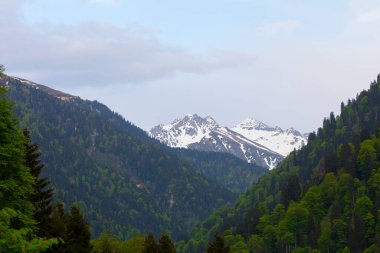 Ayder Platosu ve Ormanları, Kackar Dağı Zirvesi