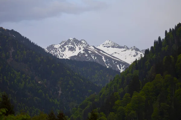Ayder Platosu ve Ormanları, Kackar Dağı Zirvesi