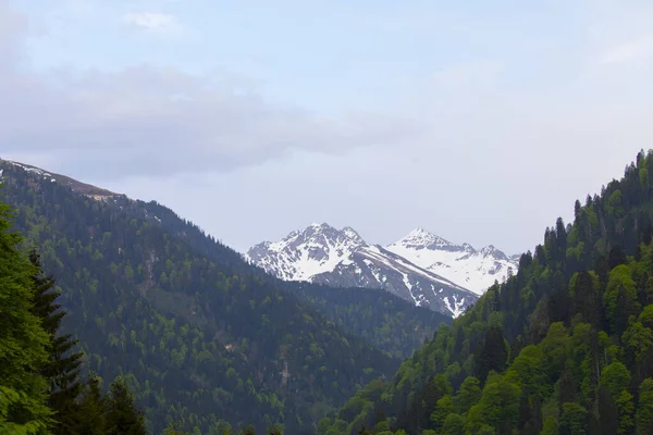 Ayder Platosu ve Ormanları, Kackar Dağı Zirvesi