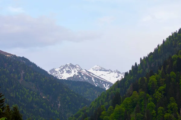 Плато Айдер Леса Вершина Гор Какар — стоковое фото