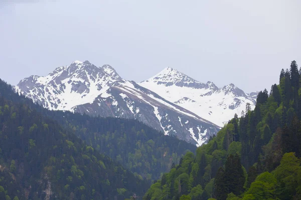 Ayder Platosu ve Ormanları, Kackar Dağı Zirvesi