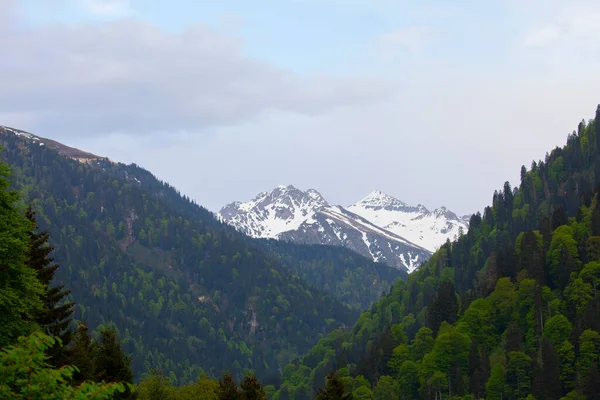 Ayder Platosu ve Ormanları, Kackar Dağı Zirvesi
