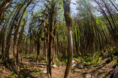 Dünyadaki ender ormanların boxwood ormanları, rıza, Türkiye