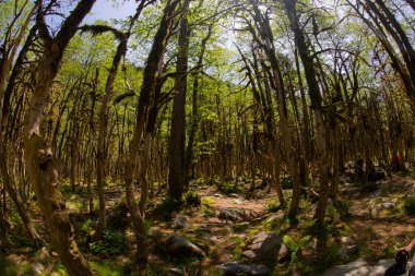 Dünyadaki ender ormanların boxwood ormanları, rıza, Türkiye