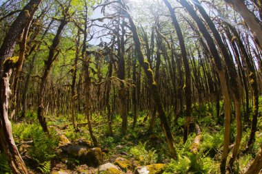 Dünyadaki ender ormanların boxwood ormanları, rıza, Türkiye
