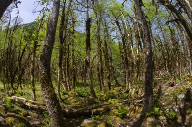 Dünyadaki ender ormanların boxwood ormanları, rıza, Türkiye