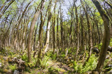 Dünyadaki ender ormanların boxwood ormanları, rıza, Türkiye