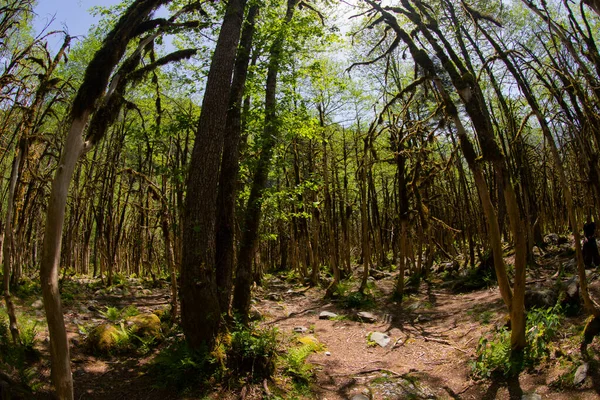 Dünyadaki ender ormanların boxwood ormanları, rıza, Türkiye