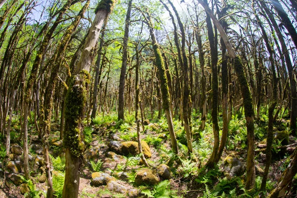 Dünyadaki ender ormanların boxwood ormanları, rıza, Türkiye