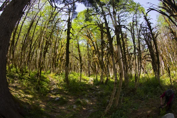 Dünyadaki ender ormanların boxwood ormanları, rıza, Türkiye