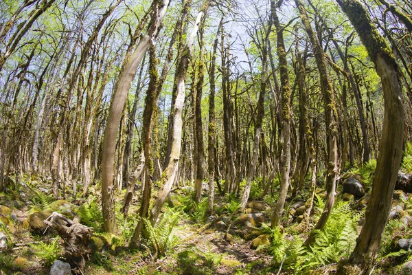 Dünyadaki ender ormanların boxwood ormanları, rıza, Türkiye