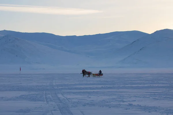 Cavalo Conduzido Trenó Neve — Fotografia de Stock