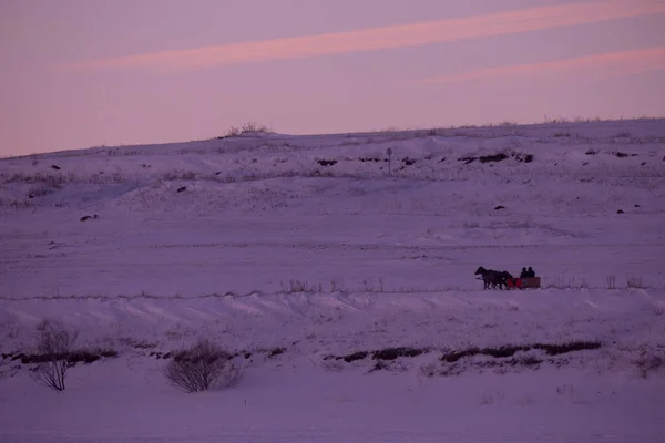 Pferdeschlitten Schnee — Stockfoto