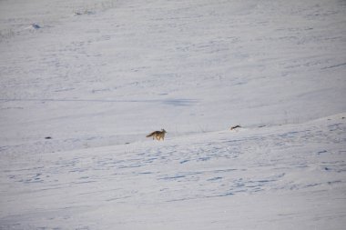 Doğal hayatta kızıl tilki / Kars - Türkiye