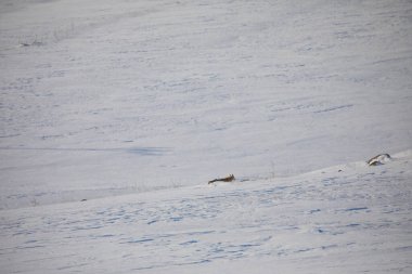 Doğal hayatta kızıl tilki / Kars - Türkiye