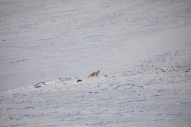 Doğal hayatta kızıl tilki / Kars - Türkiye