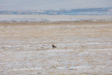 Doğal hayatta kızıl tilki / Kars - Türkiye