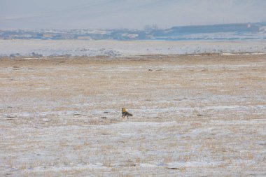 Doğal hayatta kızıl tilki / Kars - Türkiye