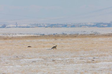 Doğal hayatta kızıl tilki / Kars - Türkiye
