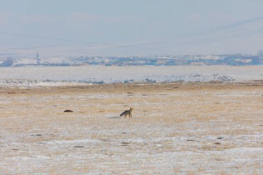 Doğal hayatta kızıl tilki / Kars - Türkiye