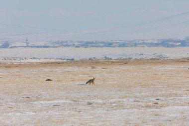 Doğal hayatta kızıl tilki / Kars - Türkiye