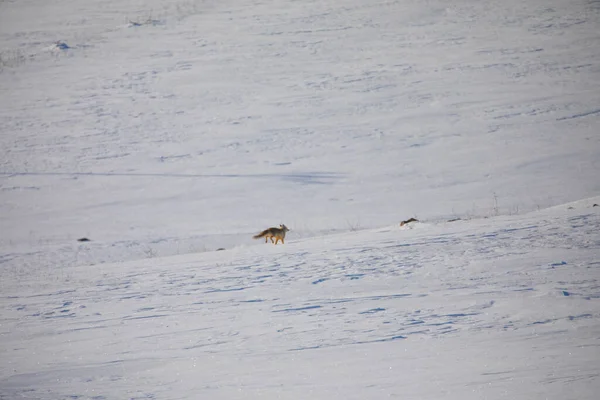 Renard Roux Dans Vie Naturelle Kars Turquie — Photo