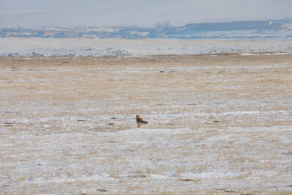 Doğal hayatta kızıl tilki / Kars - Türkiye