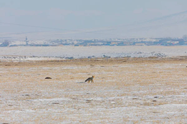 Doğal Hayatta Kızıl Tilki Kars Türkiye — Stok fotoğraf