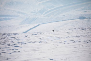 Kışın yiyecek arayan Tilki / Kars - Türkiye