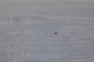 Kışın yiyecek arayan Tilki / Kars - Türkiye