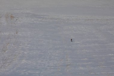 Kışın yiyecek arayan Tilki / Kars - Türkiye