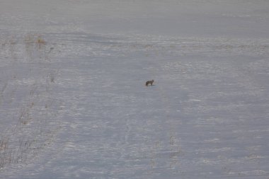 Kışın yiyecek arayan Tilki / Kars - Türkiye